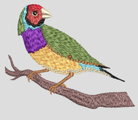 Couldian Finch