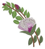 Aussie State Floral Emblem Placemats